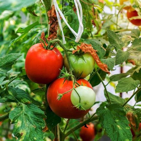 Zbiory Pomidorów Od Czerwca Do Grudnia